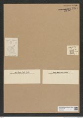 Diatomeae indet. Zeichnungen Sammlung Grunow Nr. 6934 (NHMW-BOT-W0375818)
